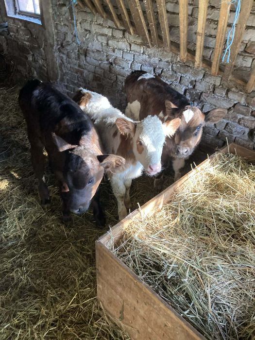 Продавам три женски телета месодайни