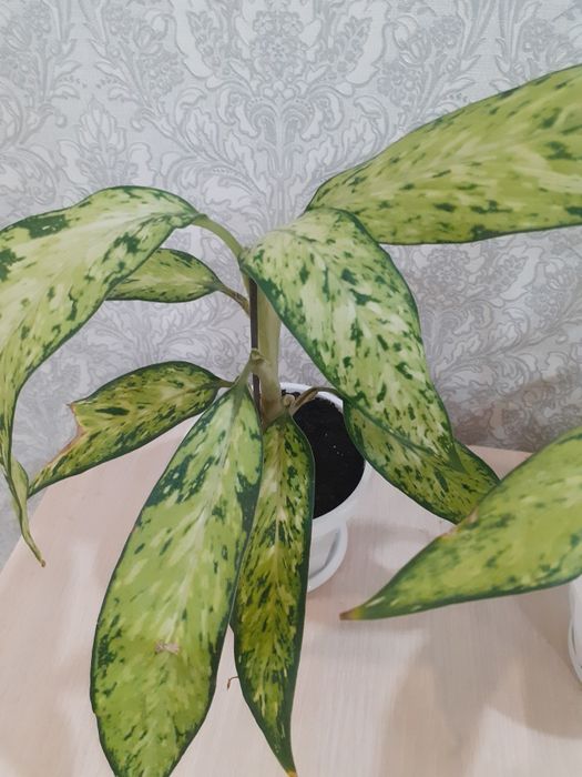 Продам цветок Аглаонема star bright