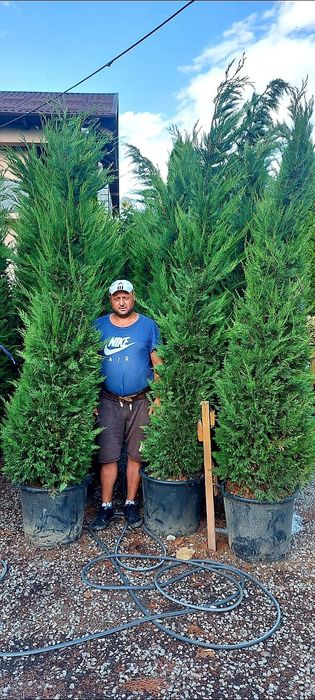 Vindem leylandii de calitate superioară