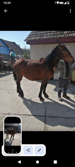 Vând manz și 2 iepe