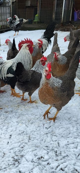 La bresse si Italiana argintie 6 lei