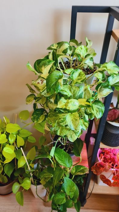 Срочная продажа растений