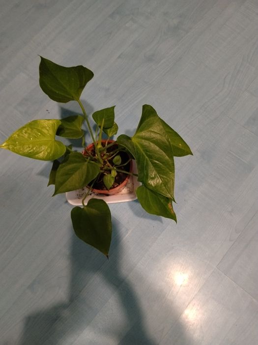 Стайно растение антуриум (Anthurium) / сциндапсус (Scindapsus)