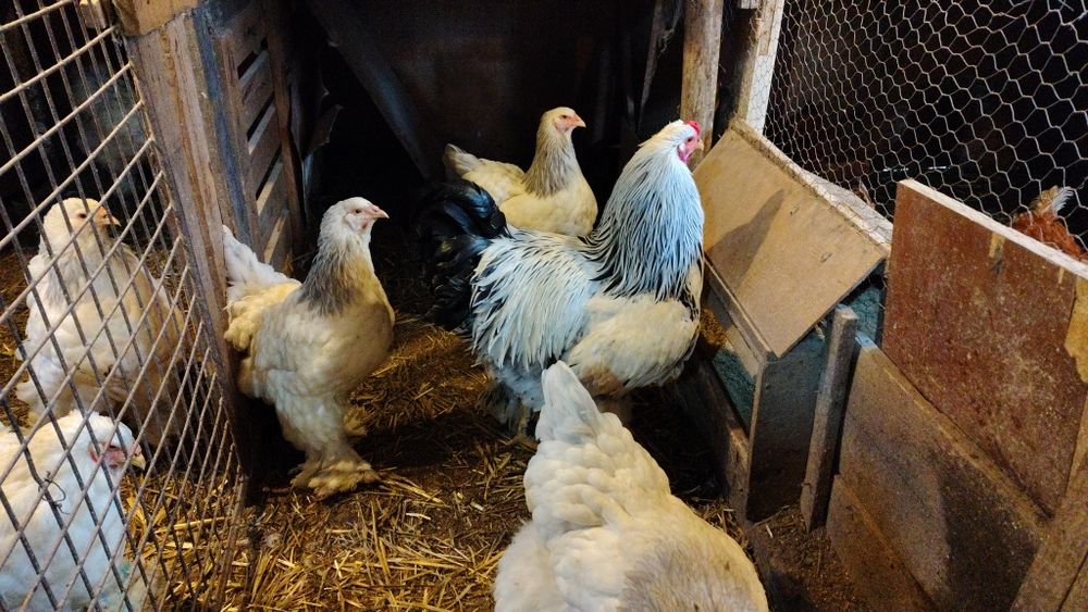 Ouă pentru incubat Australorp, New Hamshire, Brahma, Combatant