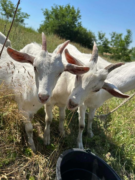 De vânzare pereche de capra și țap sanen în vârstă de 5 luni!