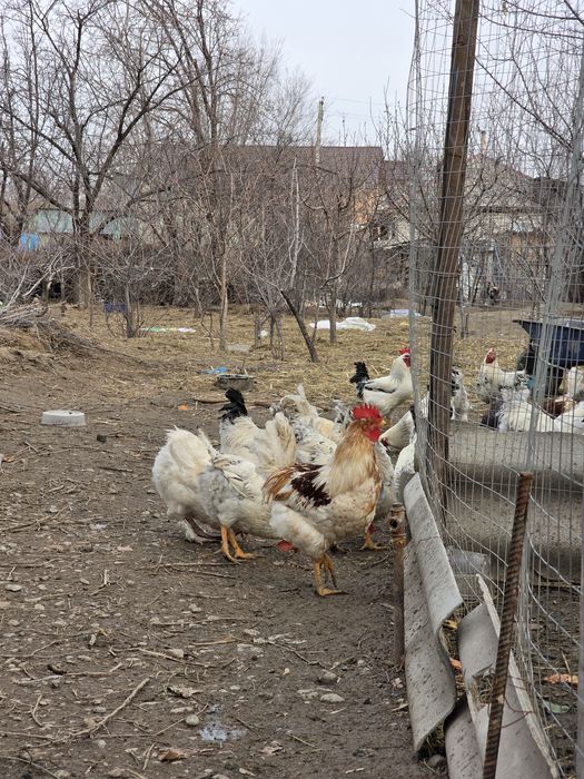 Семиз кораздар , продаю петухов