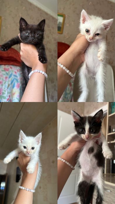 Котята в добрые руки