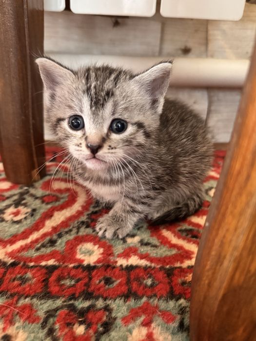 Котенок ДЕВОЧКА скрая