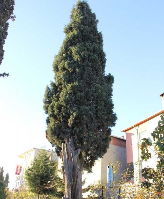 Продавам едроразмерни иглолистни дървета 4 до 8 метра