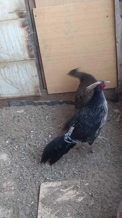 Фазаны Непальские