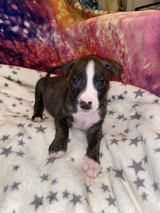 Щенки стаффордширского терьера