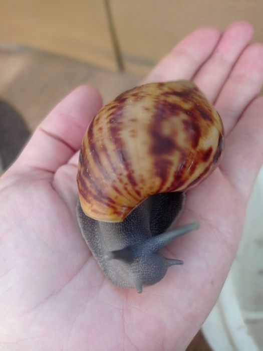 Овумы сильверы ( греи). Улитки