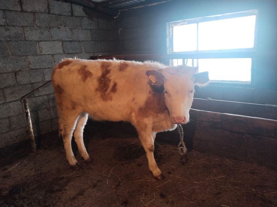 10 айлық ұрғашы тайнша