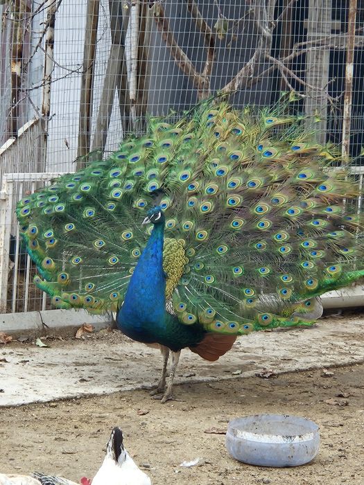 Павлины 2 штуки самец и самки