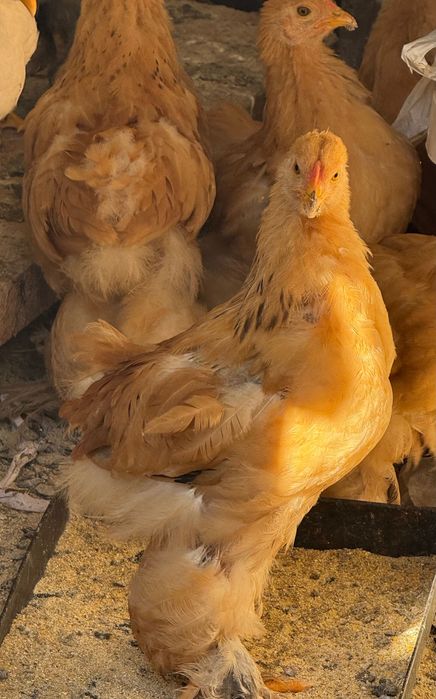 Găini Brahma de două luni. Crescute natural.