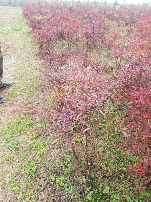 Нандина, саженцы