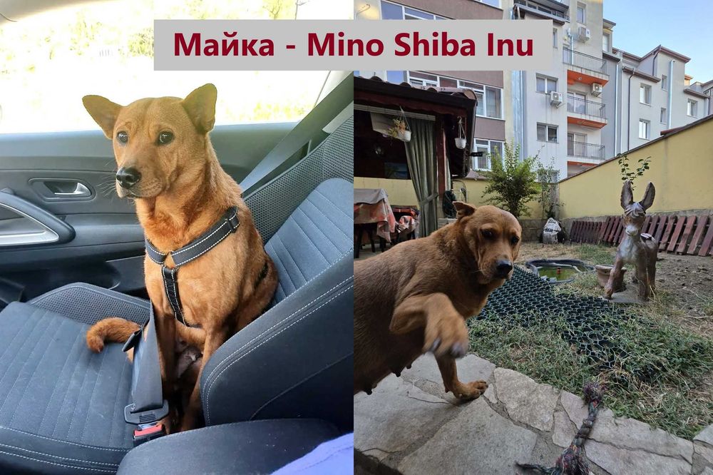 Продавам кученца Shiba Inu
