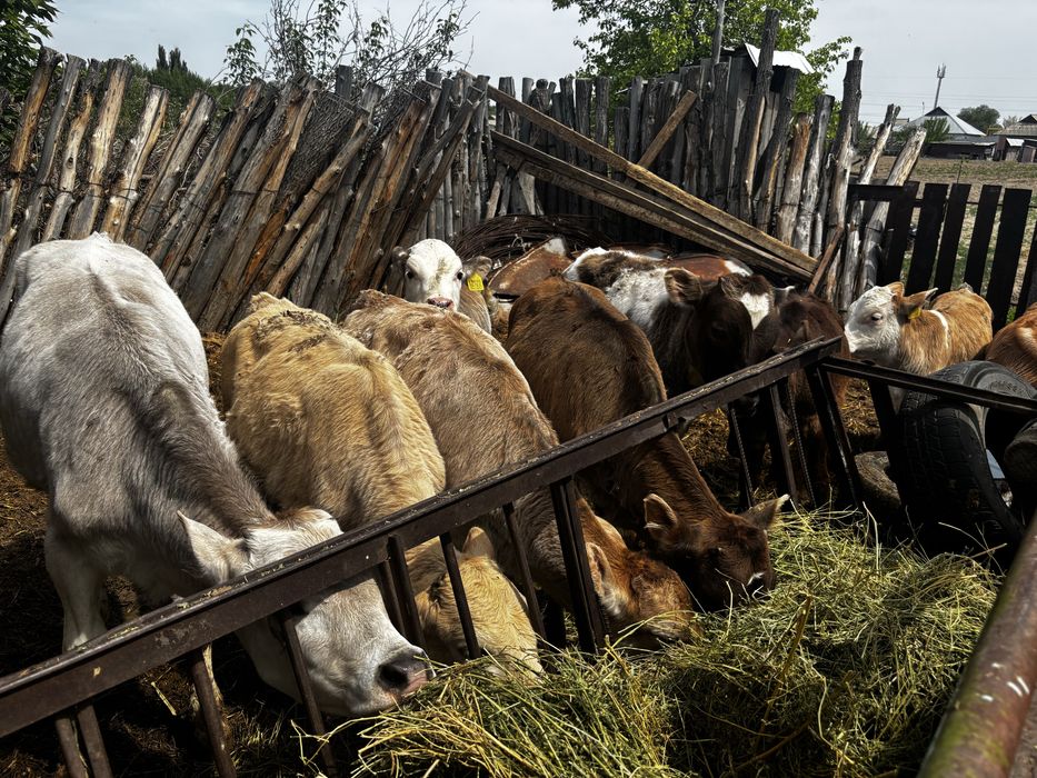 Продам тёлочек.