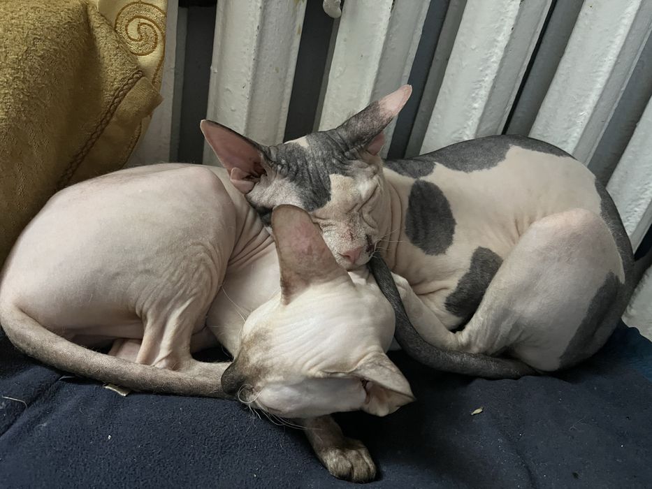 Котята канадского сфинкса — открыта бронь