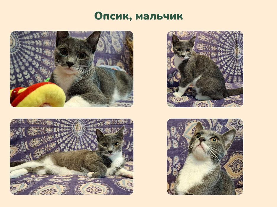 Отдам котят добрым людям