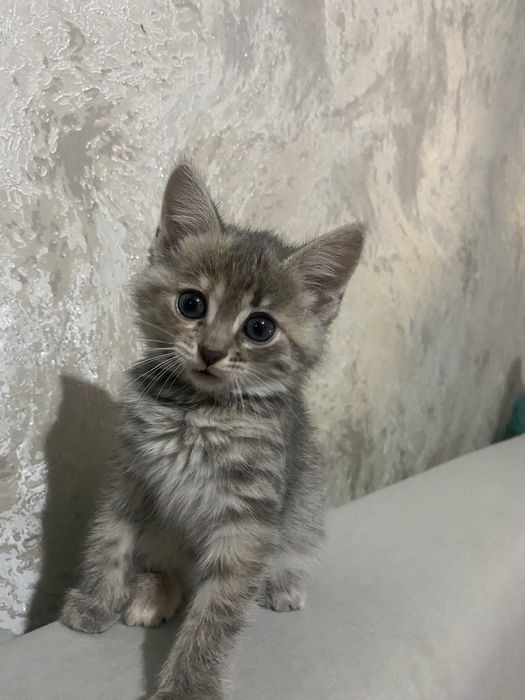 кошечка хорошая, в добрые руки