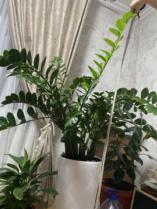 Цветы доллар для дома или офиса