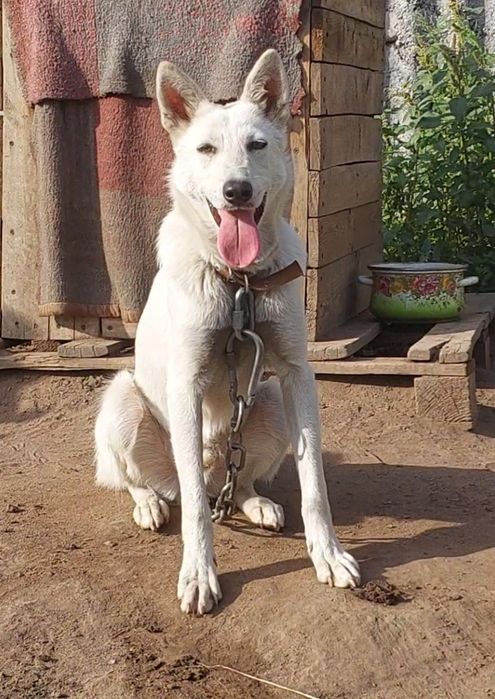 Шикарный, молодой кобель в добрые руки!