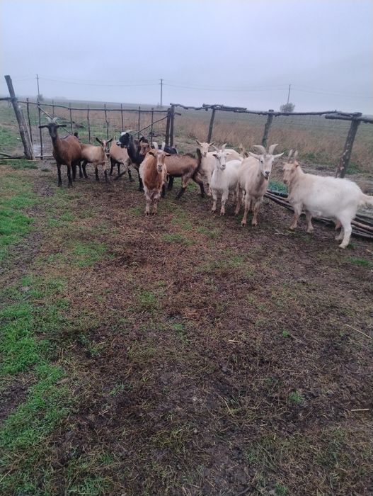 Vând capre bune de lapte