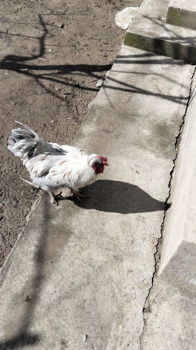 Хохлатая қораз сатылады