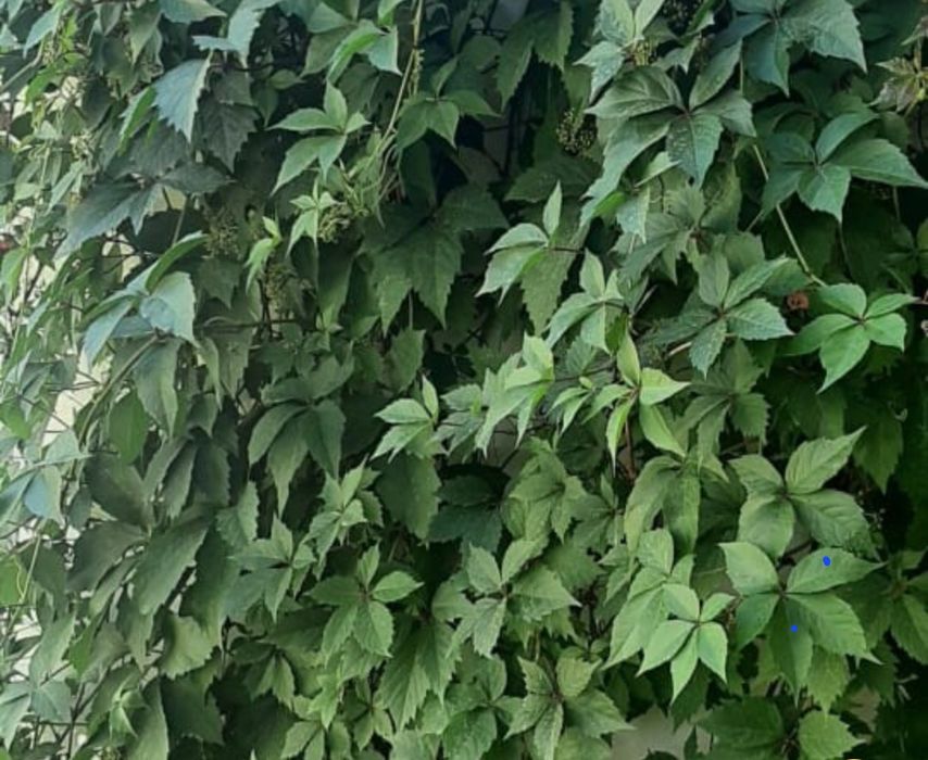 Цветы      цветы