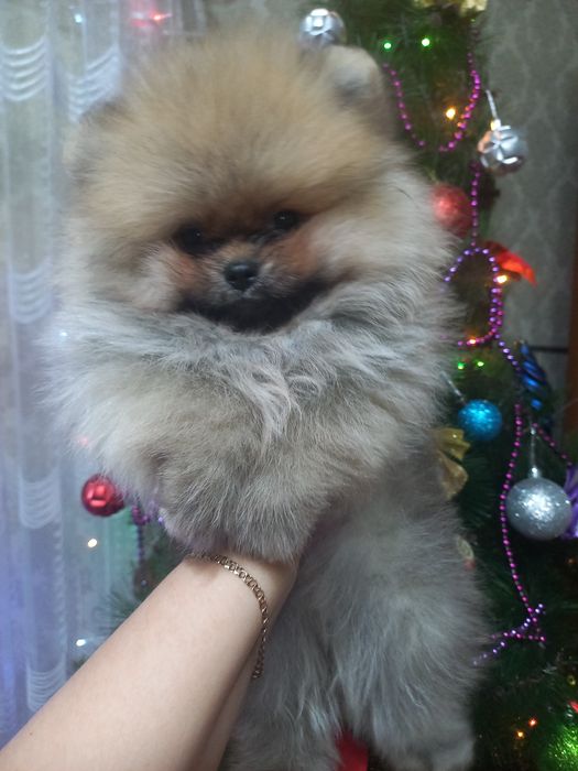 Очаровательные щенки продаются

Дата