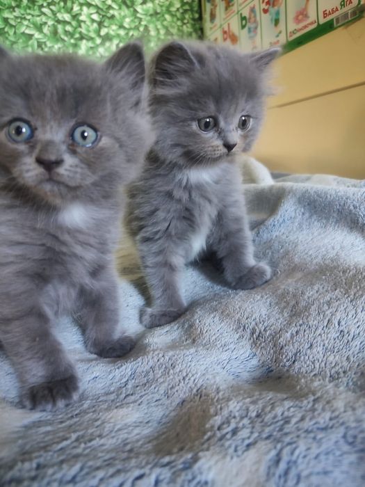 Продам котят бринтацев