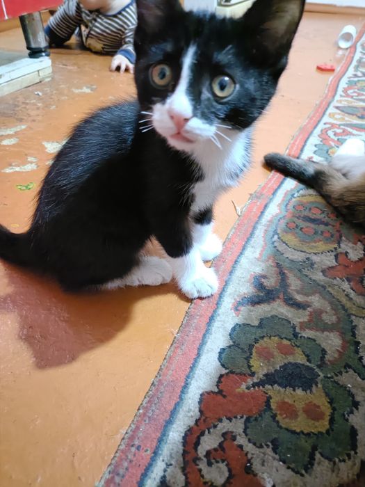 Мысык (Кошки) маргау ул