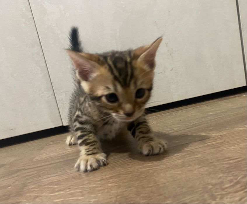 Бенгалски котенца