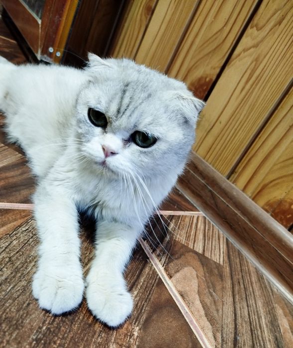 Serebristiy shinshilla fold sotiladi