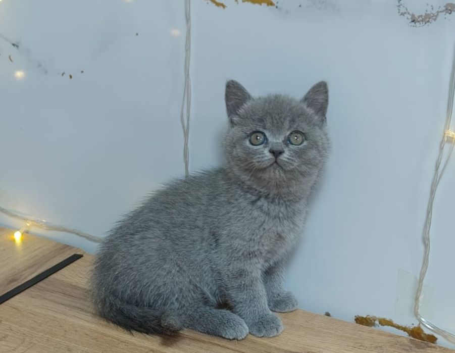 Алматы Огромный выбор котят