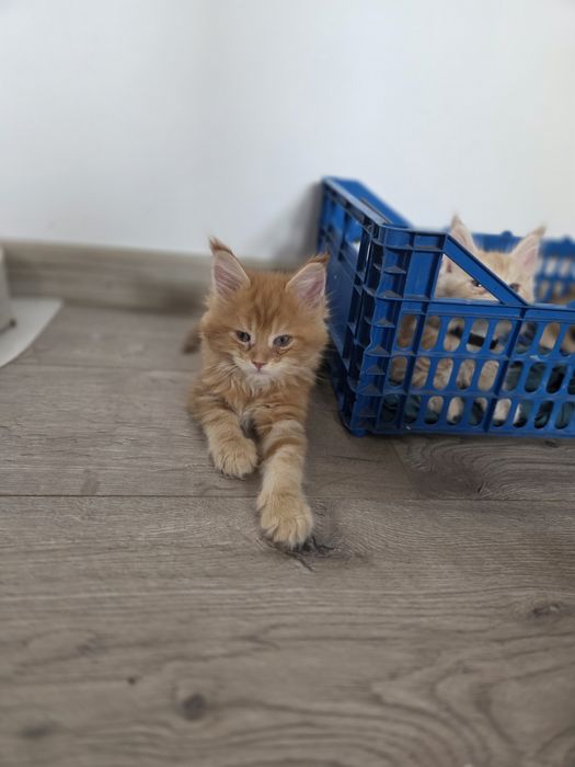 Maine Coon femele și 1 mascul