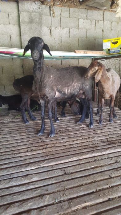 Тұсақ сатылады бір тума