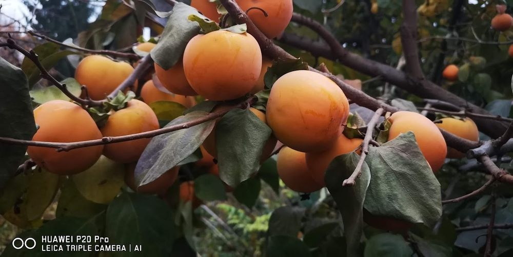 Райска ябълка без танин,, Джиро,,