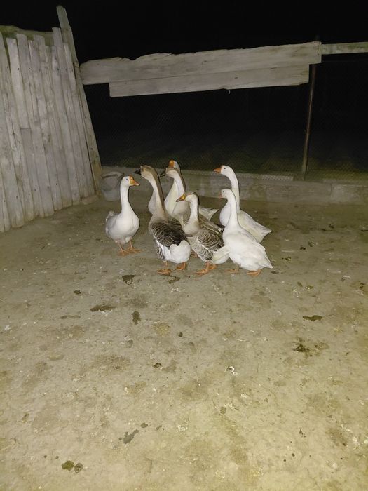 Инкубационные гусинные яйца