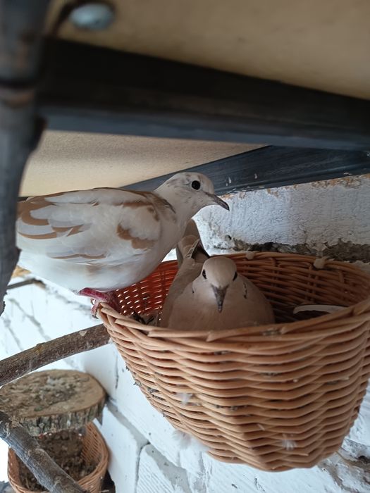 Гугутки смехурки