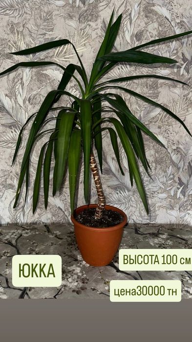 Цветы для дома и офиса