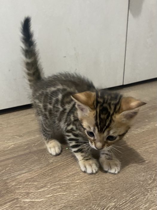 Бенгалски котенца