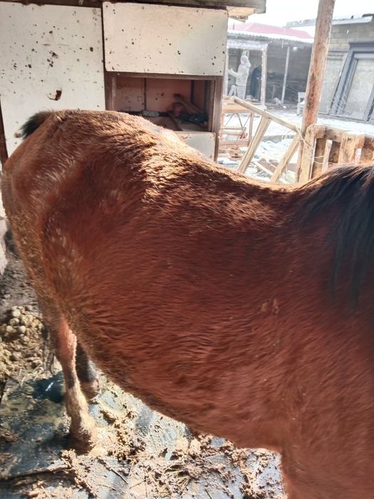 Бие буаз 3 ши тума