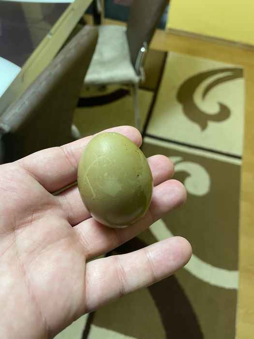 Vand oua olive pentru incubat