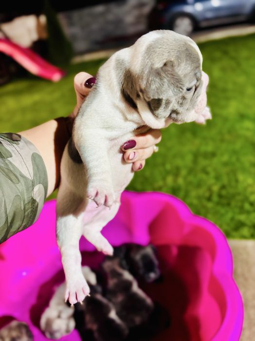 Френски булдог.