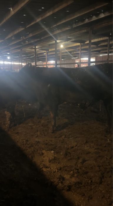 Бычки на откорме 8 голов