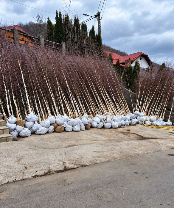 Plante Foioase - Mesteacan - Tei - Platan - Artar - Stejar