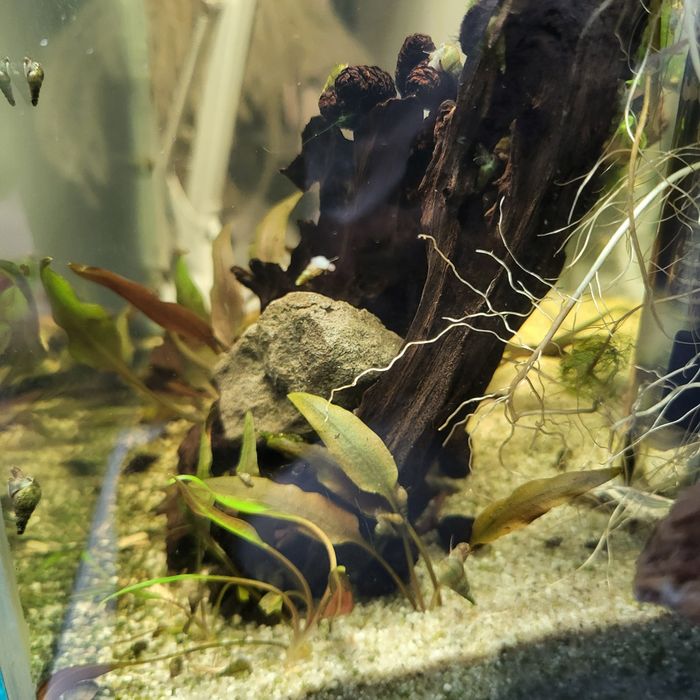 acvariu complet echipat