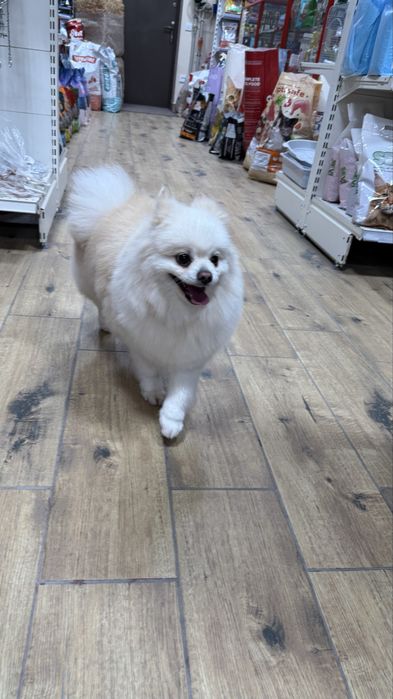 Померанский щпиц